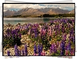 Nowa Zelandia, Jezioro, Góry, Brzeg, Kwiaty, Łubin