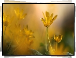 Żółte, Kwiaty, Ziarnopłon wiosenny