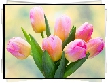 Różowo-żółte, Tulipany