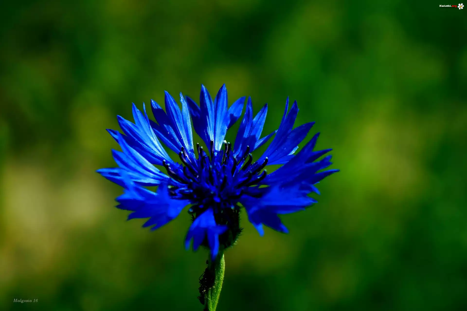 kwiat-niebieski-chaber-zdj-cia