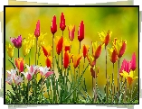 Kolorowe, Tulipany, Pąki, 2D