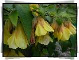 Żółty, Abutilon, Zaślaz