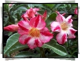 Adenium, Kwiaty