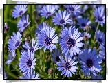 Niebieskie, Kwiaty, Stokrotki afrykańskie