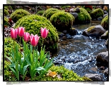 Kwiaty, Różowo-białe, Tulipany, Mech, Strumyk, Kamienie, AI