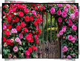 Ogród, Brama, Kwiaty, Pnące, Róże, Czerwone, Różowe, AI