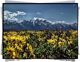 Stany Zjednoczone, Stan Wyoming, Park Narodowy Grand Teton, Góry, Kwiaty, Łąka