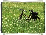 Rower, Łąka, Kwiaty