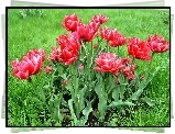 Wiosna, Łąka, Tulipany
