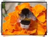 Aksamitka, Pszczoła