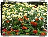 Margerytki, Cynie