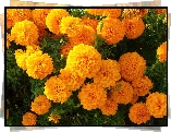 Aksamitka wyniosła, Tagetes erecta