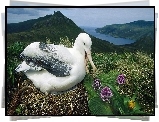 Łąka, Albatros, Gniazdo