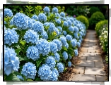 Niebieskie, Hortensje, Krzewy, Alejka