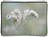 Anafalis perłowy, Białe, Kwiaty