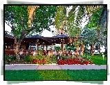 Antalya, Restauracja, Roślinność, Przebijające, Światło