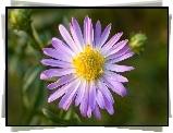 Aster