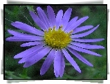 Aster