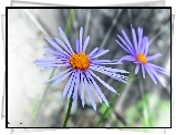 Aster