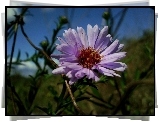 Aster, kwiatostan