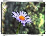 Aster, Tongolski