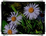 Aster alpejski, Zielone, Liście