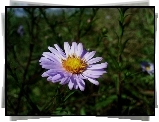 Aster