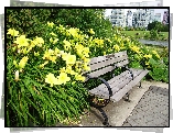Park, Ławka, Lilie