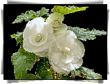 Begonia bulwiasta, Białe, Kwiaty, Liście