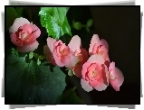 Begonia, Liście