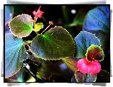 Begonia