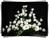 Biała, Eustoma, Bukiet, Kompozycja