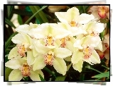 Biała, Odmiana, Cymbidium, Orchid