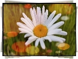 Biała, Margerytka
