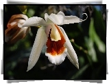 Orchidea, Biała, Liście
