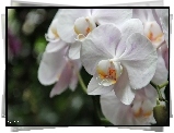 Orchidea, Biała, Storczyk