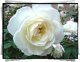 Biała, Róża