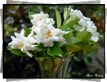 biała Gardenia, Bukiet, Wazon, Rozmycie
