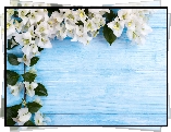 Białe, Kwiaty, Bugenwilla, Deski