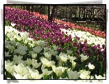 Białe, Różowe, Czerwone, Tulipany