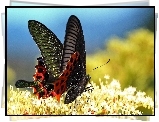 Białe, Kwiaty, Czarno, Czerwony, Motyl