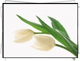 Dwa, Białe, Tulipany