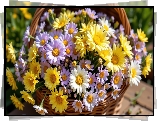 Żółte, Białe, Fioletowe, Kwiaty, Koszyk