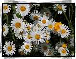 Margerytka, Białe, Kwiaty