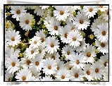 Białe, Margerytki