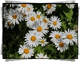 Margerytki, Białe, Kwiaty