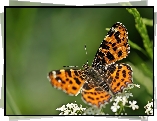 Motyl, Białe, Kwiatuszki