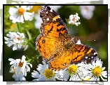 Motyl, Białe, Kwiaty
