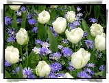 Białe, Tulipany, Niebieskie, Kwiaty