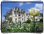 Białe, Tulipany, Ogród, Pałac